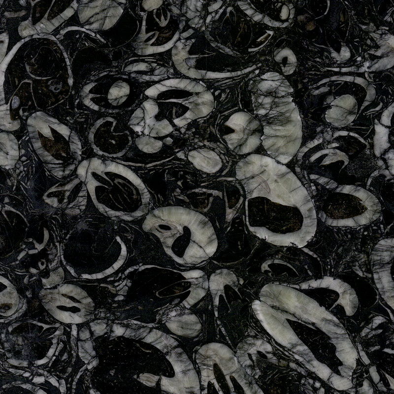 G1964 Fosil Atlantic