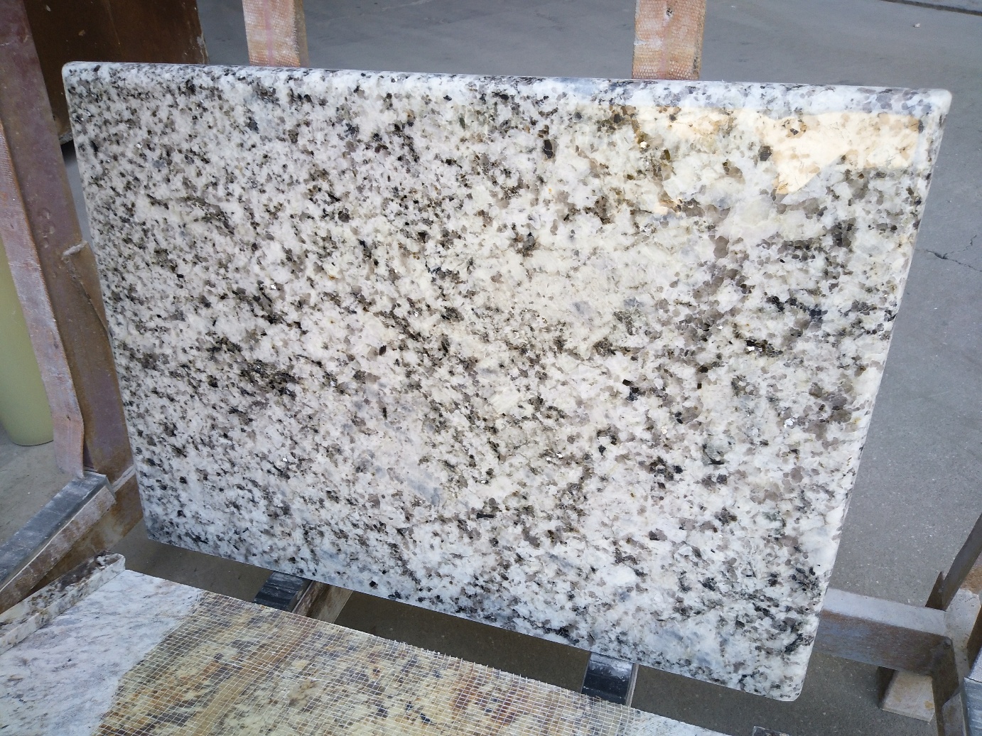 G951B New Delicatus Venus